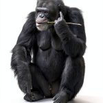 Physical Anthropology Kindle W. W. Norton Edition-0